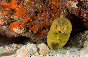 Moray by Antonio Venturelli 